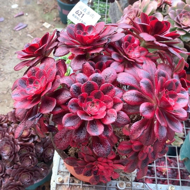 621香奈多肉植物