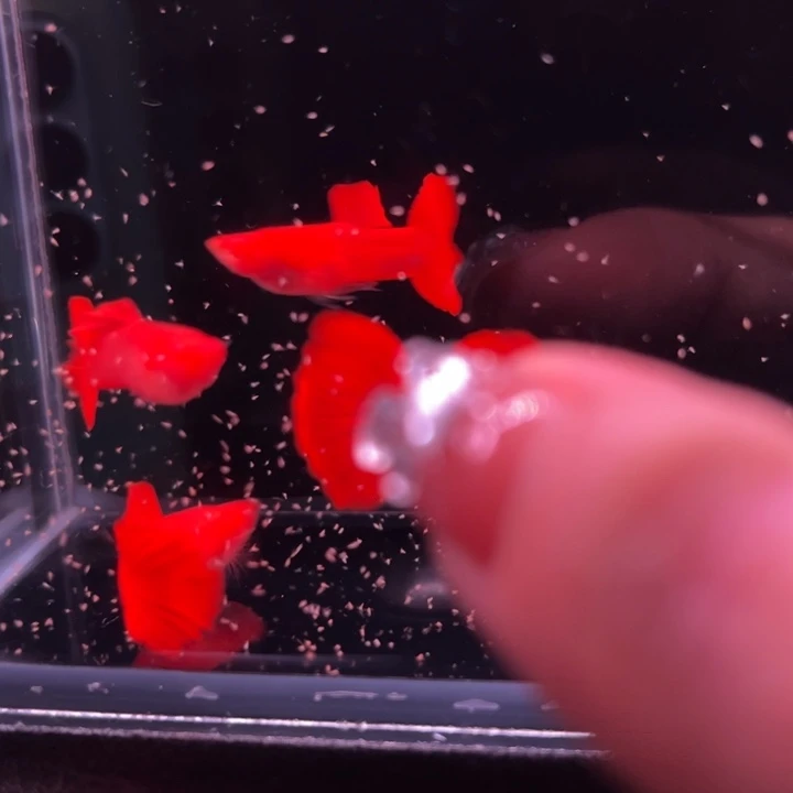 孔雀鱼玻璃血红公4条