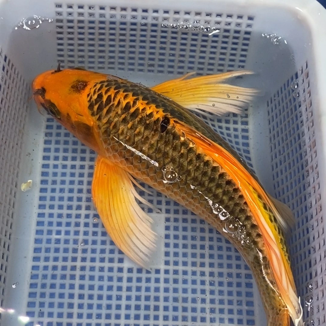 锦鲤冷水锦鲤包邮