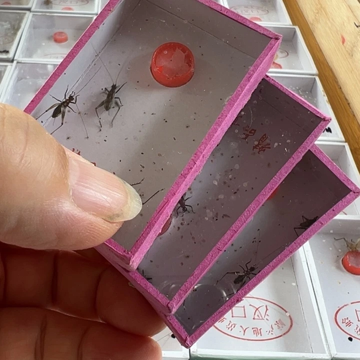 三盒蚁蛉好可爱哦
