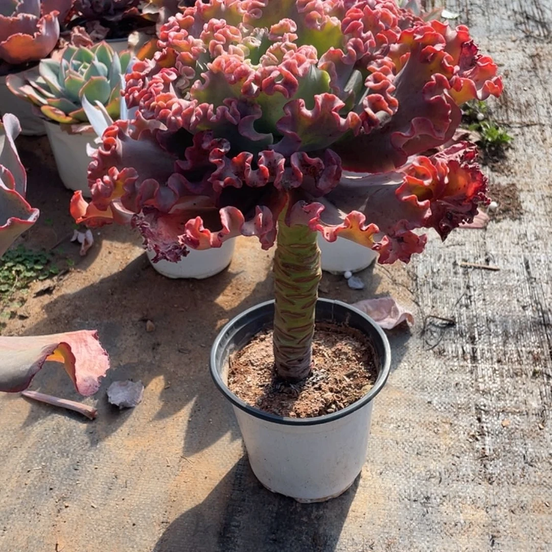 暖****92号包菜系列多肉植物1棵