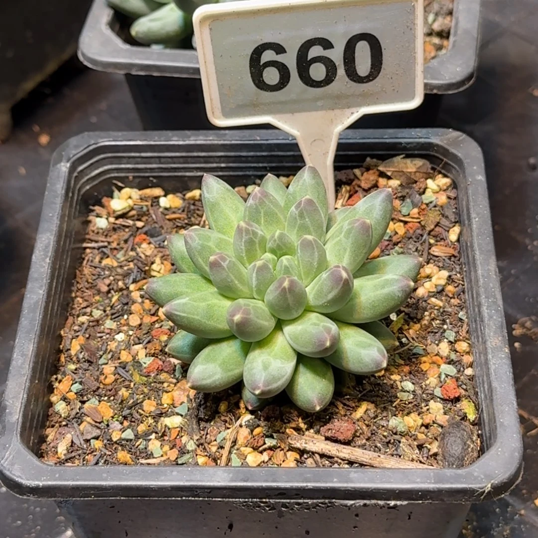 多肉植物伊卡鲁斯660