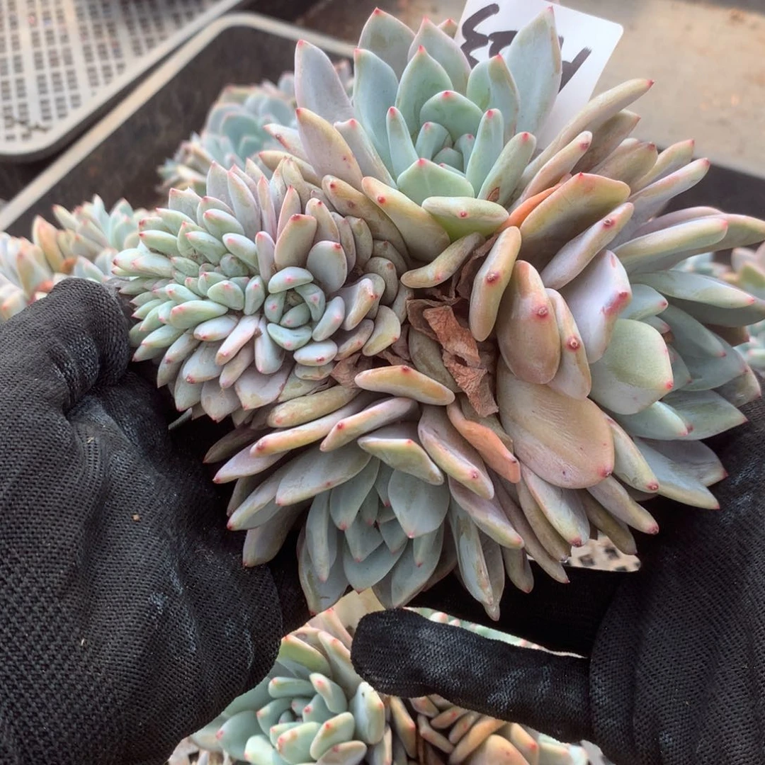 ℳ****A023售后范围：签收起7天内