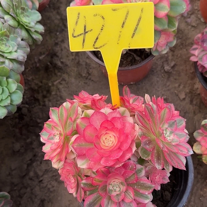 4271---荔枝多肉植物