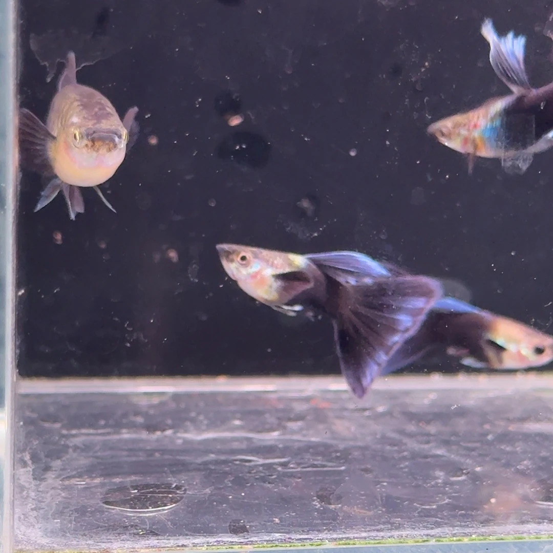 冬***尘海水鱼蓝礼服2对孔雀鱼