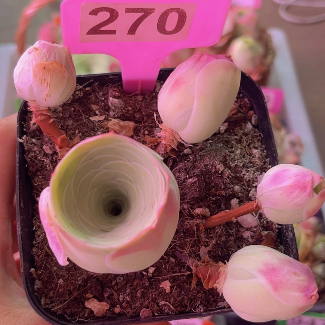 凤玥玫瑰一物一拍270