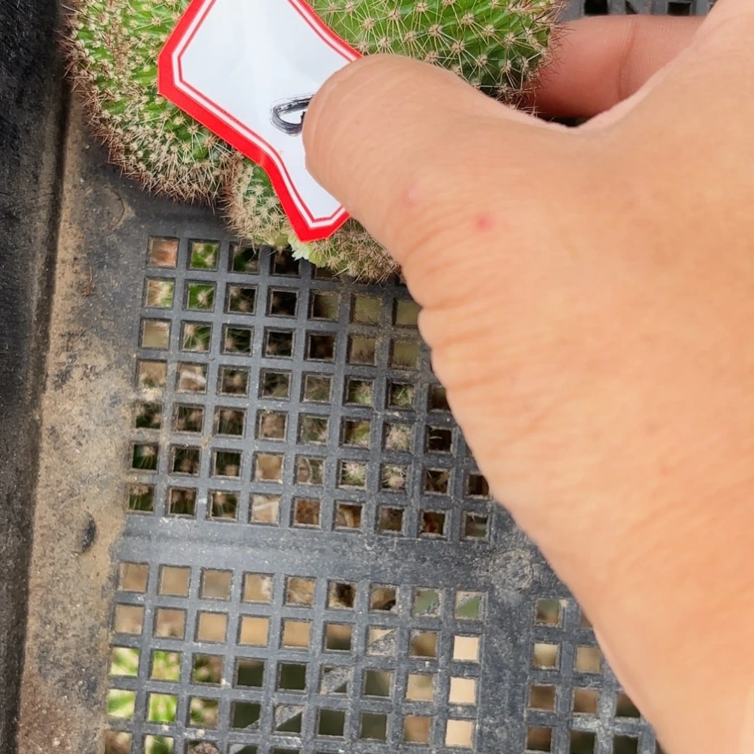 快***姐6号金阁醉话无根侧牙