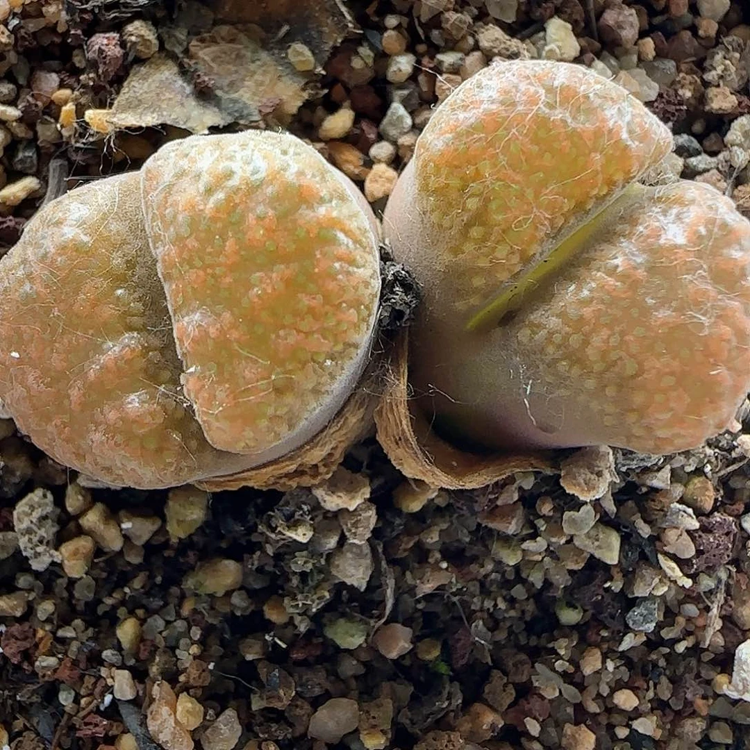 精***武各位宝宝下午安康41472