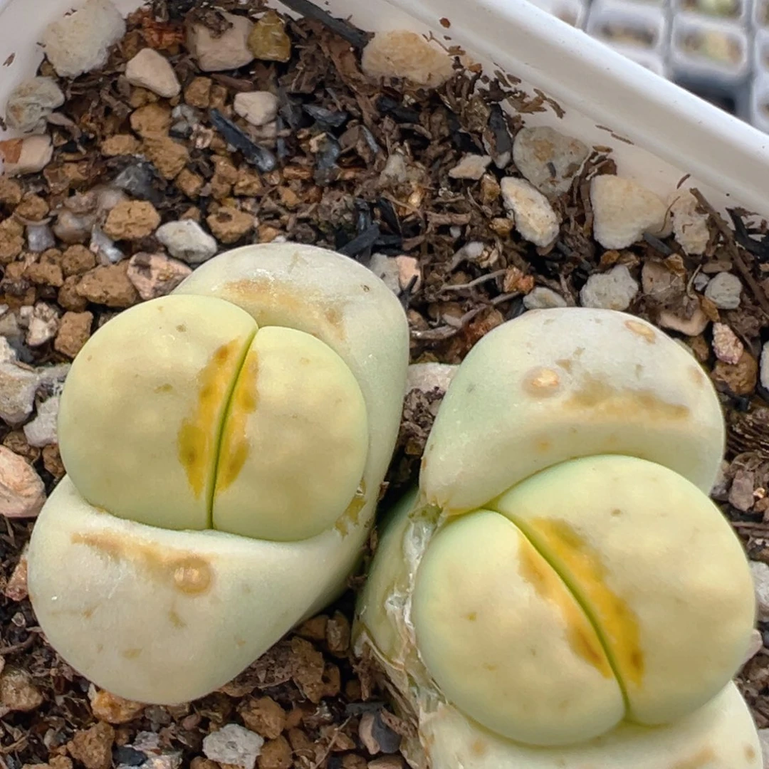 52多肉植物百科知识