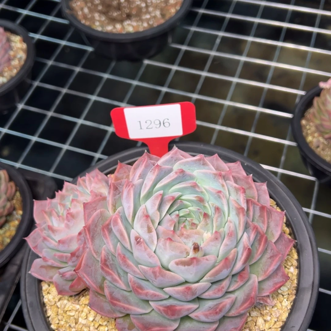 做**婆1296亩多么肉多哟