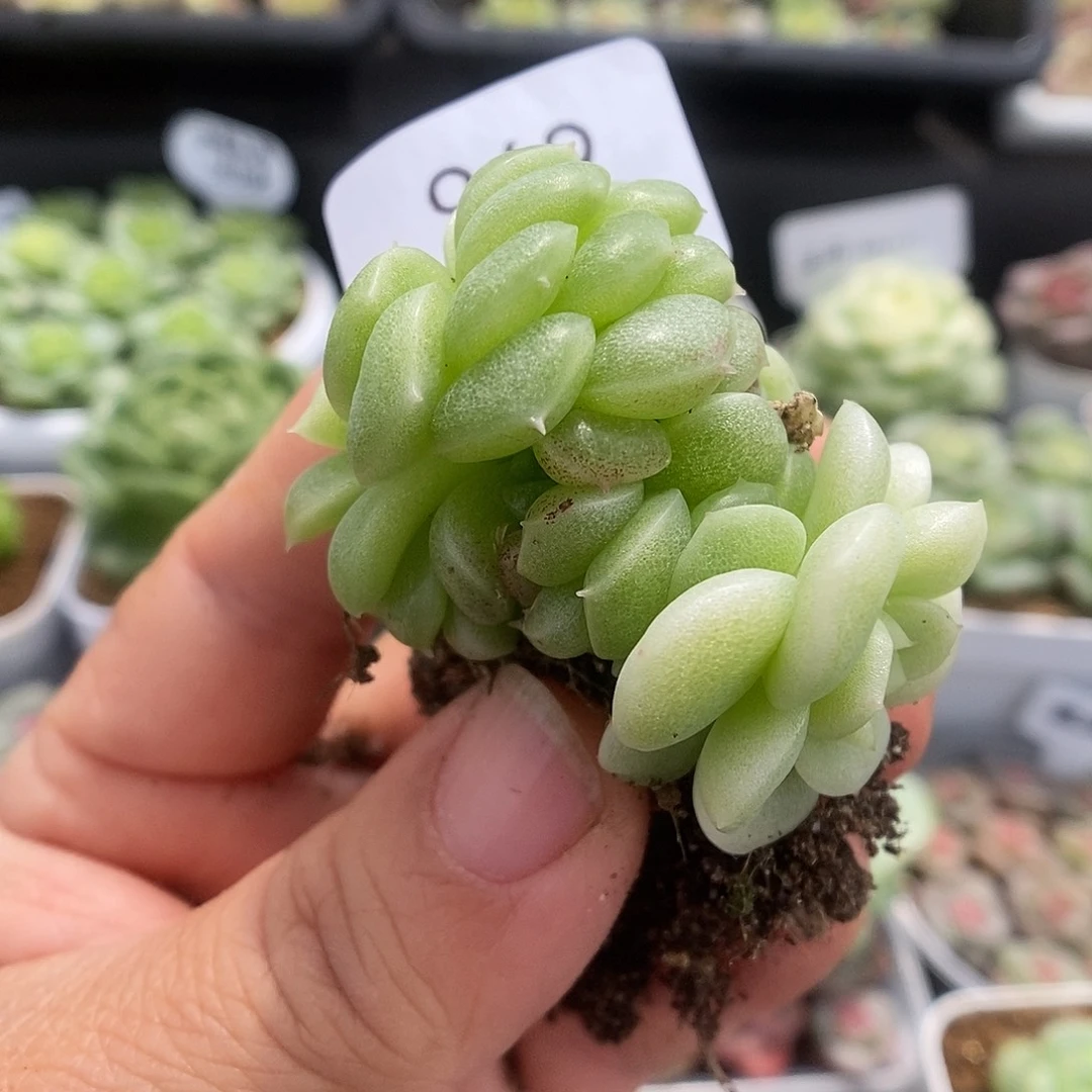 一物一拍一物一拍925-969