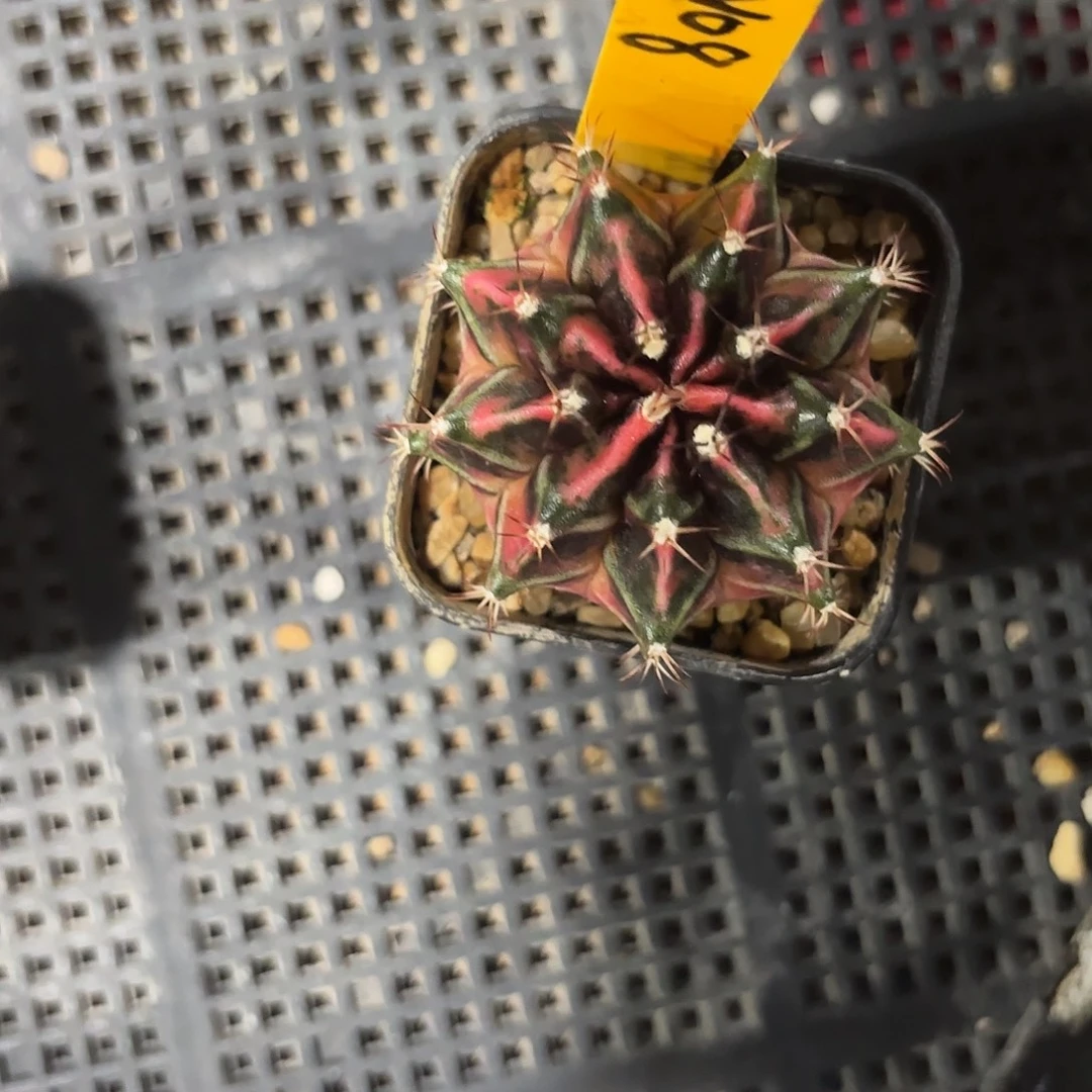 08-1001泰国发货 实生