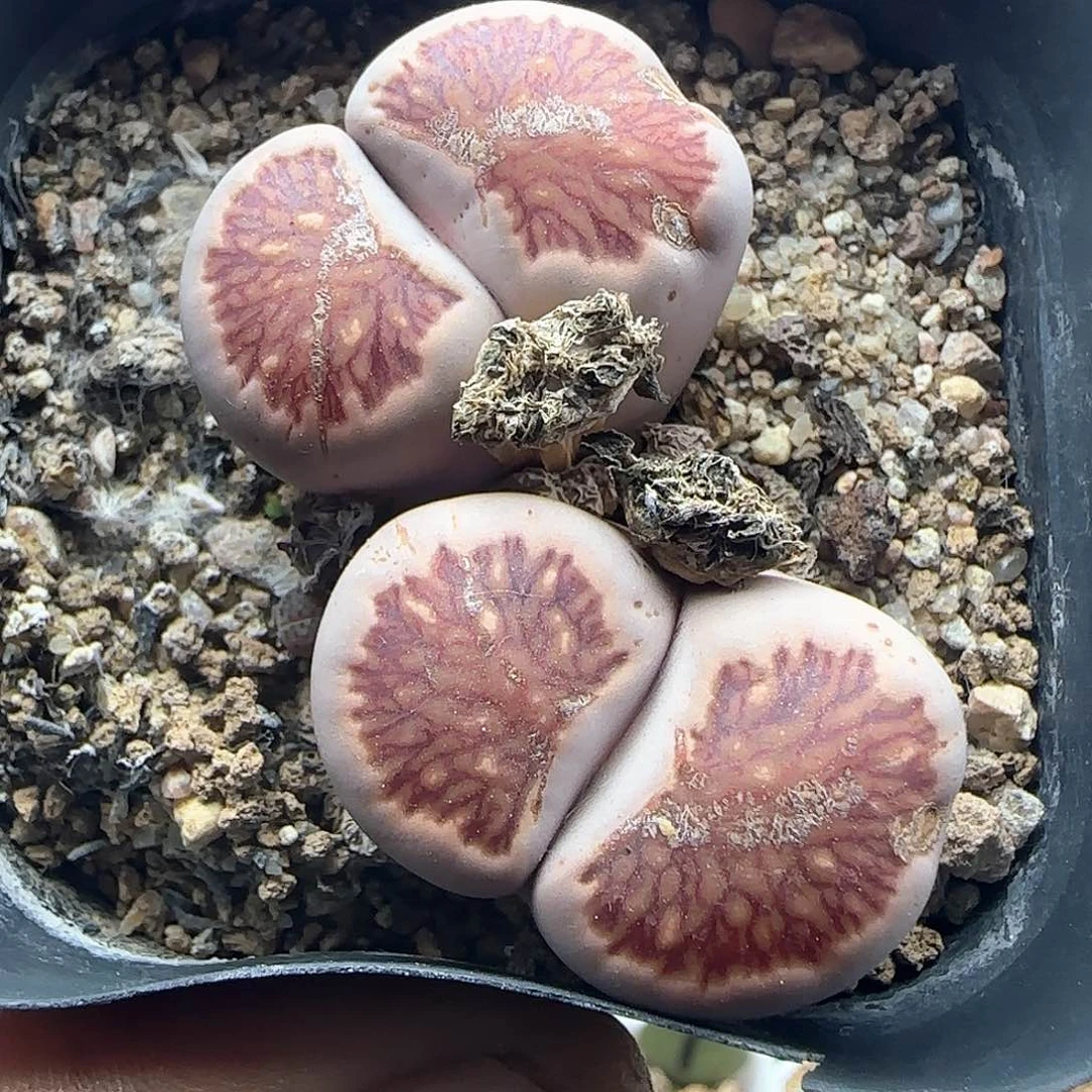开播福利。  38068