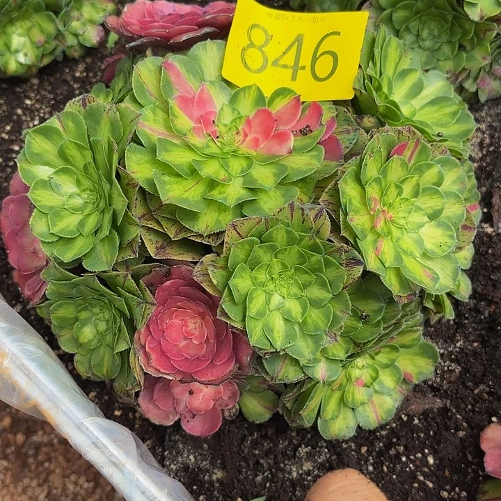 多肉植物福利846个