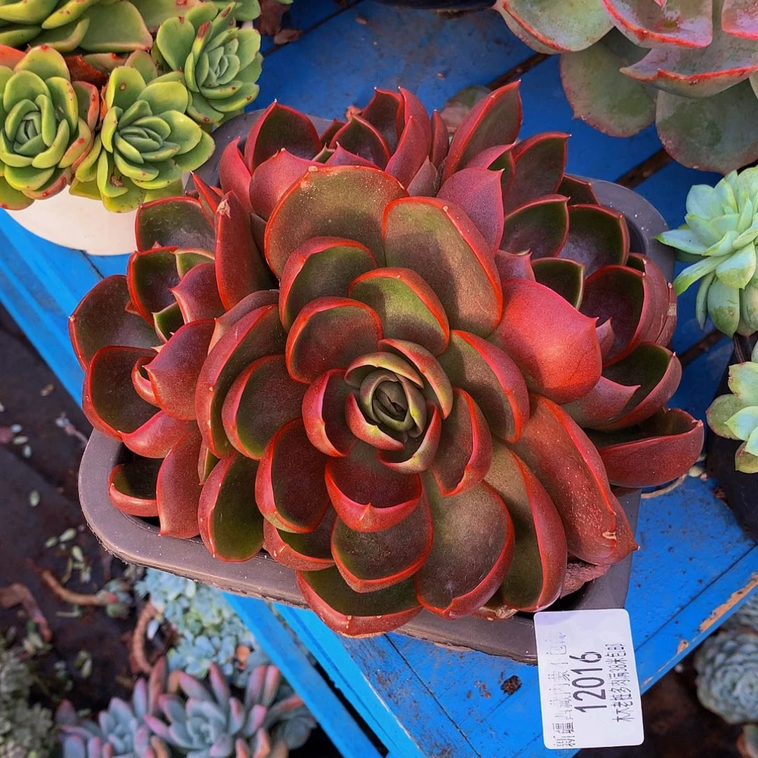 袁***基   红灯多肉12016