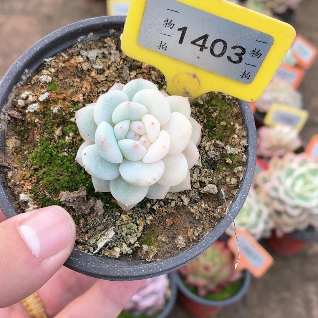 【闪购商品】1403号