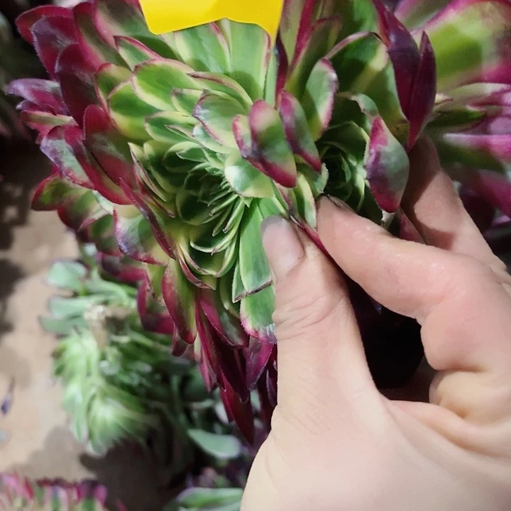 多肉植物缀化成 0775