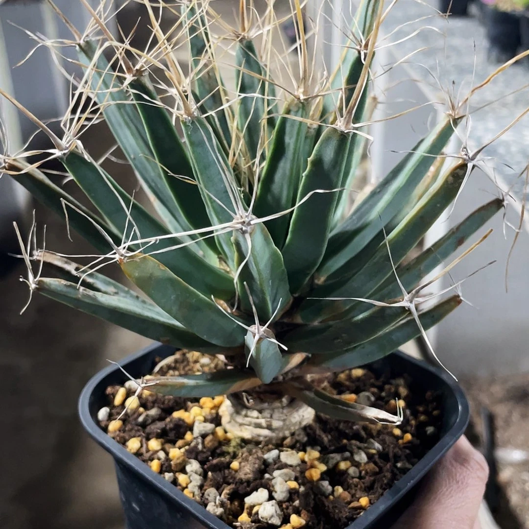 密叶光山6666666666666