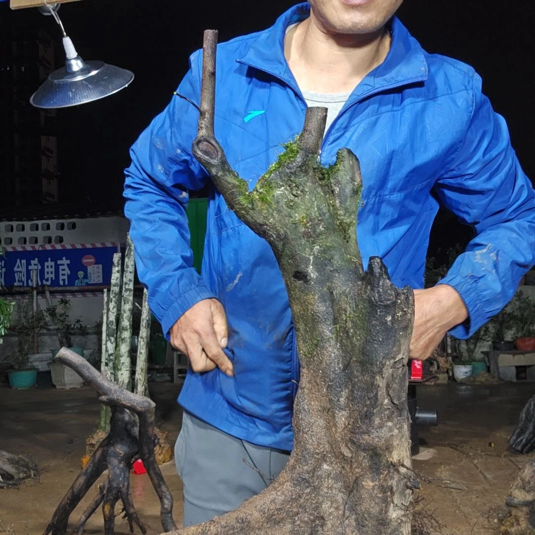 用***1无花朵金单子当前无花果
