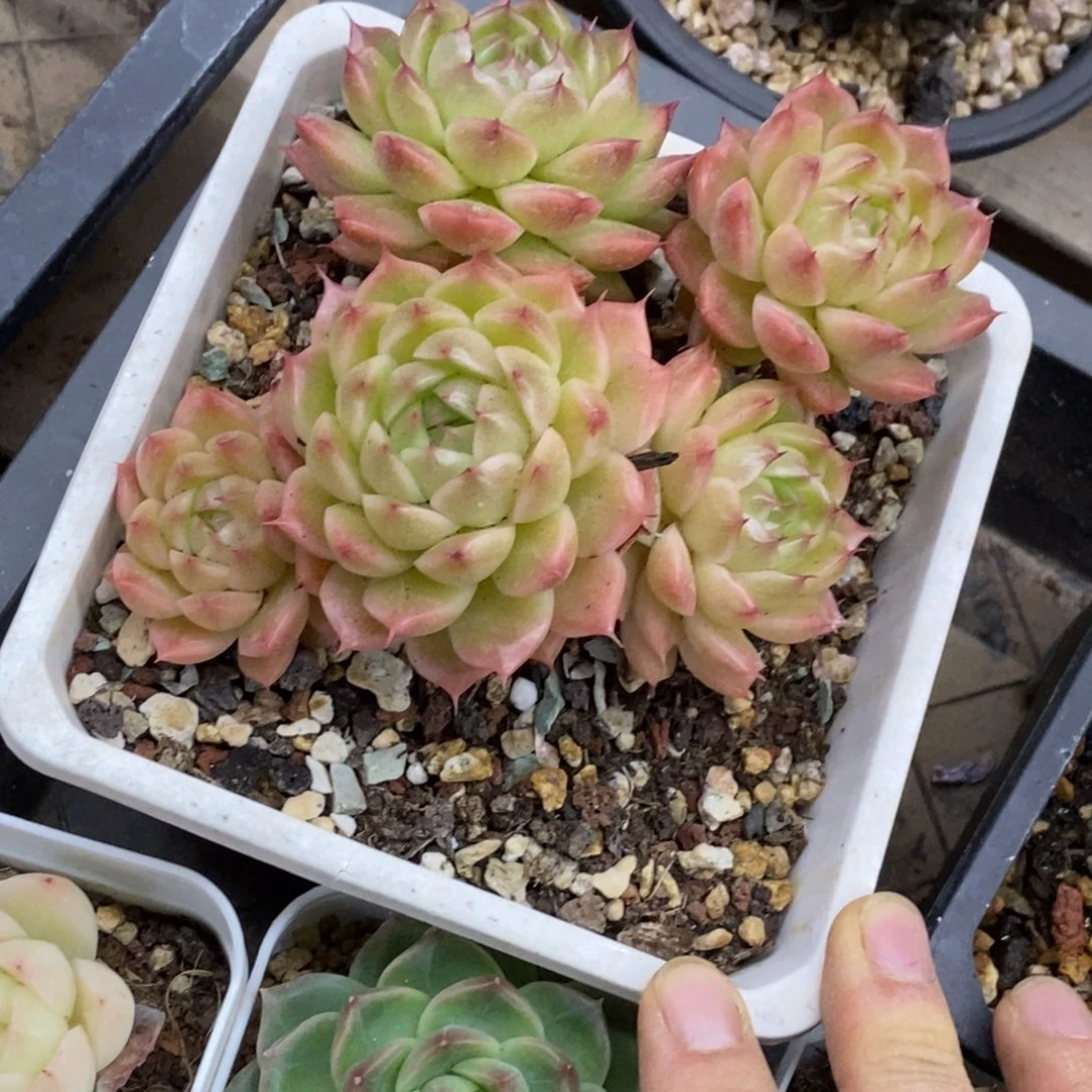 精品多肉一物一拍不包整17