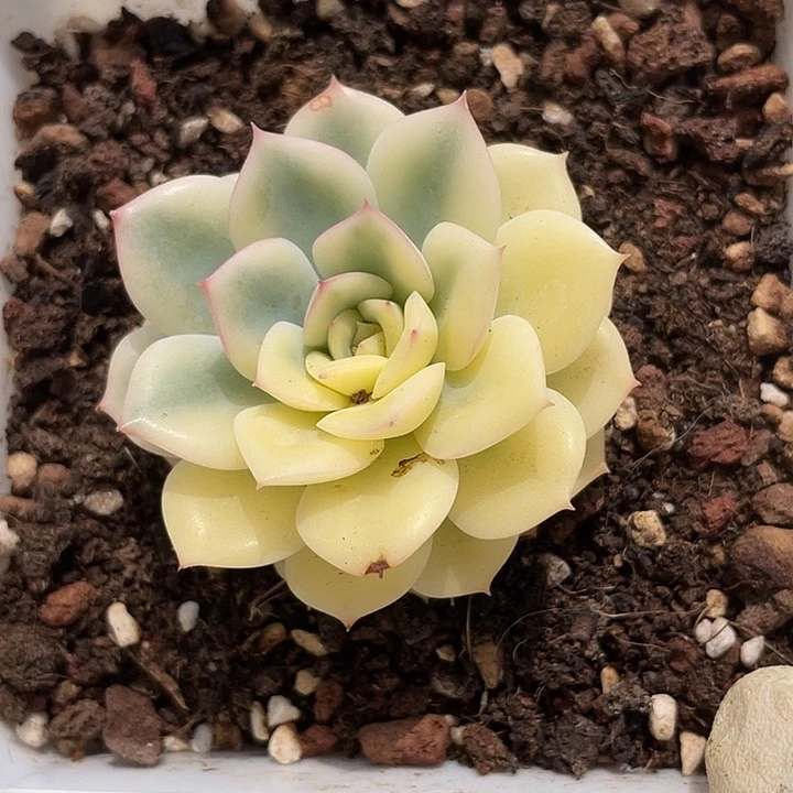 ⁰**⁰语燕座锦。锦龙多肉园艺