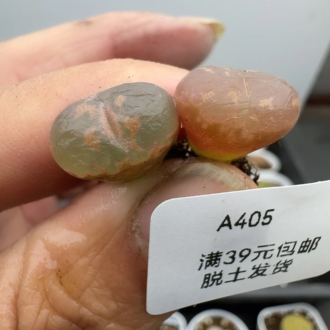 405多肉哈哈哈哈哈哈