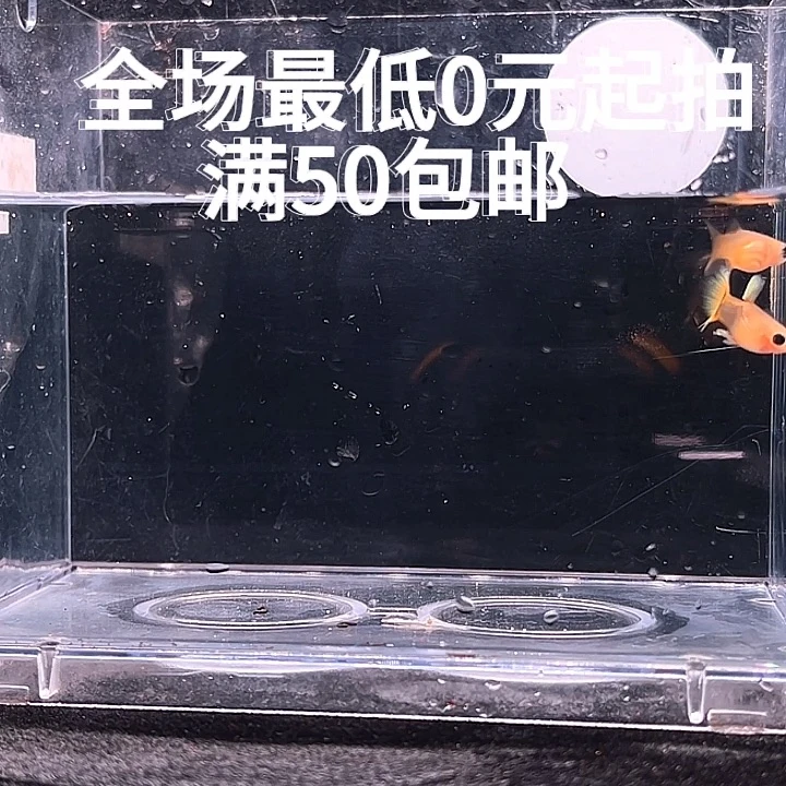 孔雀鱼计黄玻璃猫
