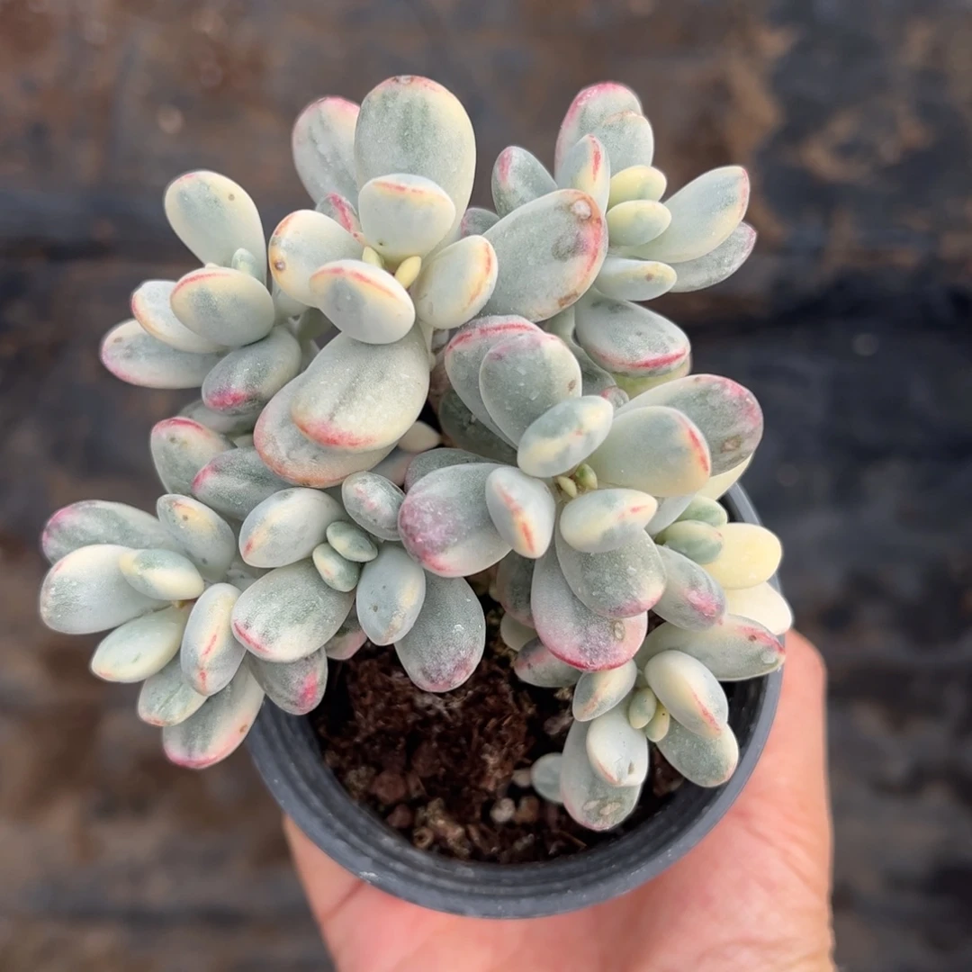 带盆发乒乓福娘锦有砍0584号