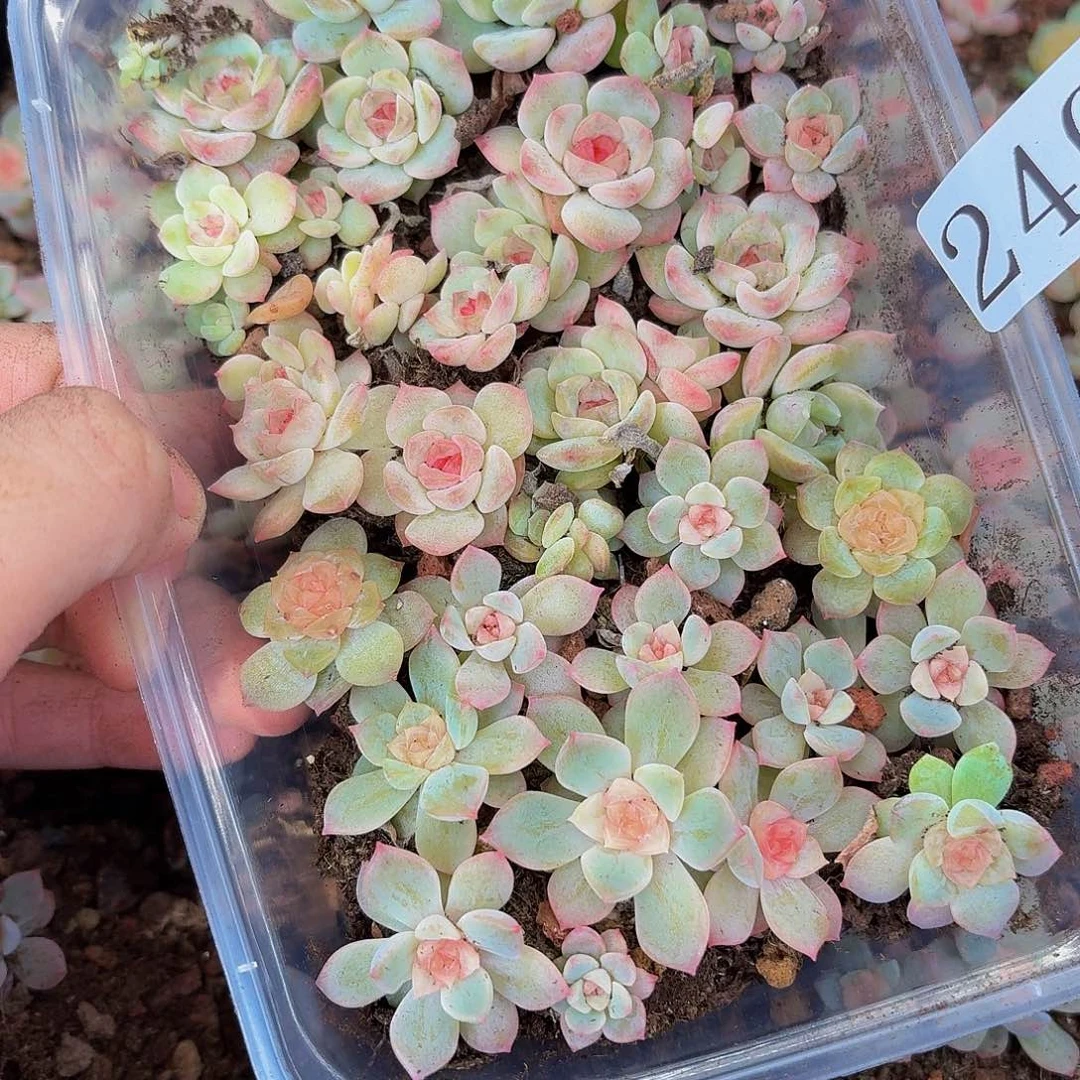 蔚*一多肉植物多肉植物240