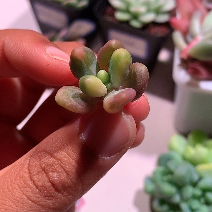 芒果奶锦拉丝锦可嫁接