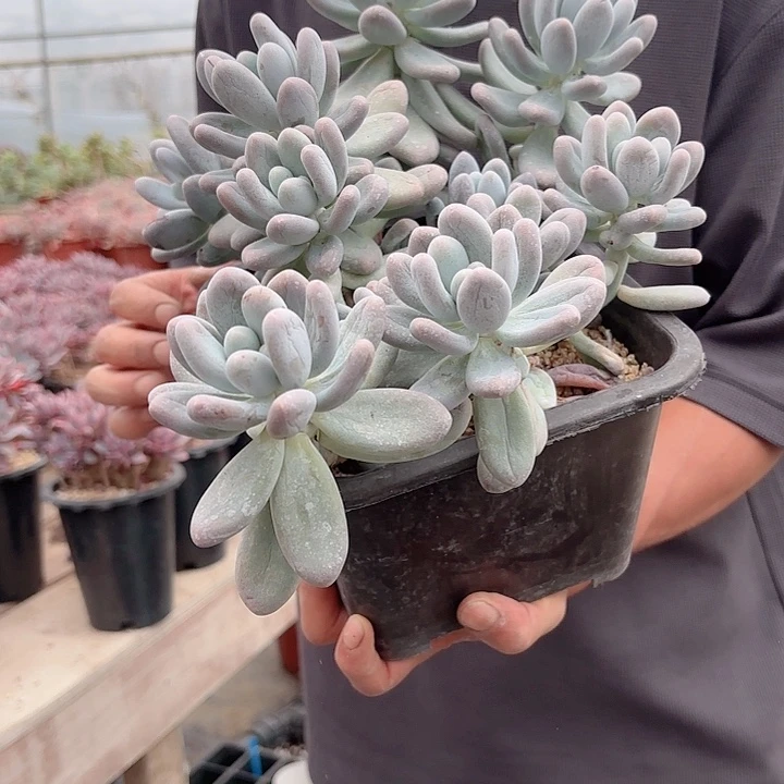 汤圆老桩大群多肉