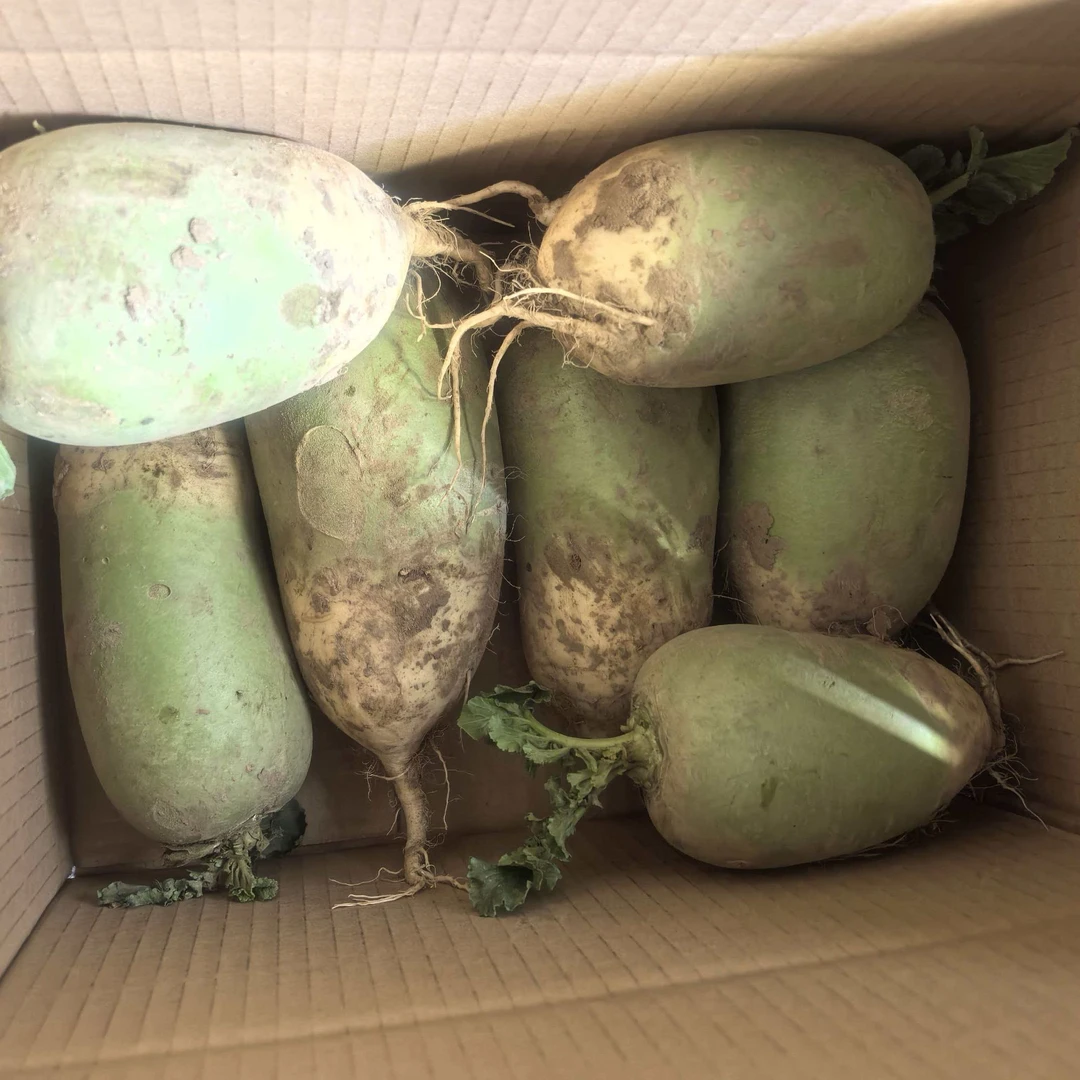 【到手9斤】山西新鲜现挖青皮萝卜农家自种时令蔬菜清脆大小混林丰Z