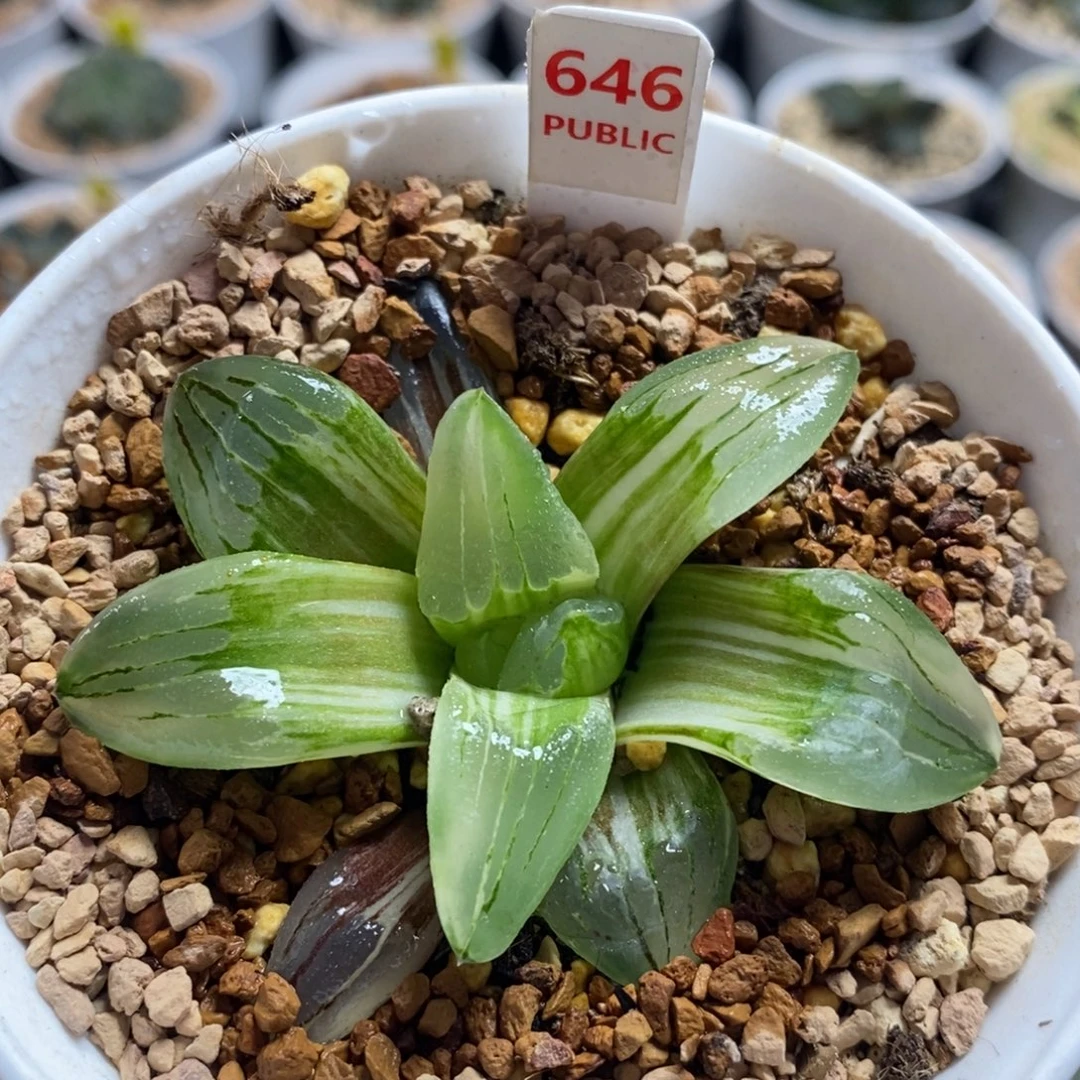 646冰城十二卷多肉植物