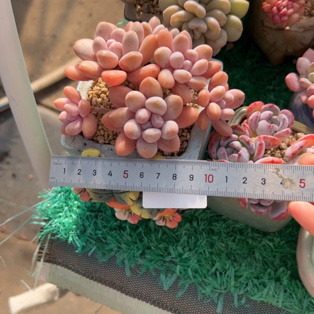 s****。220 多肉植物组合盆栽