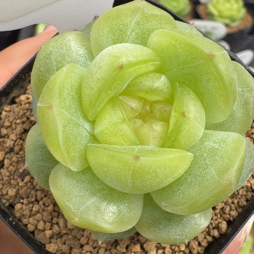 0531-59-追月单头一颗