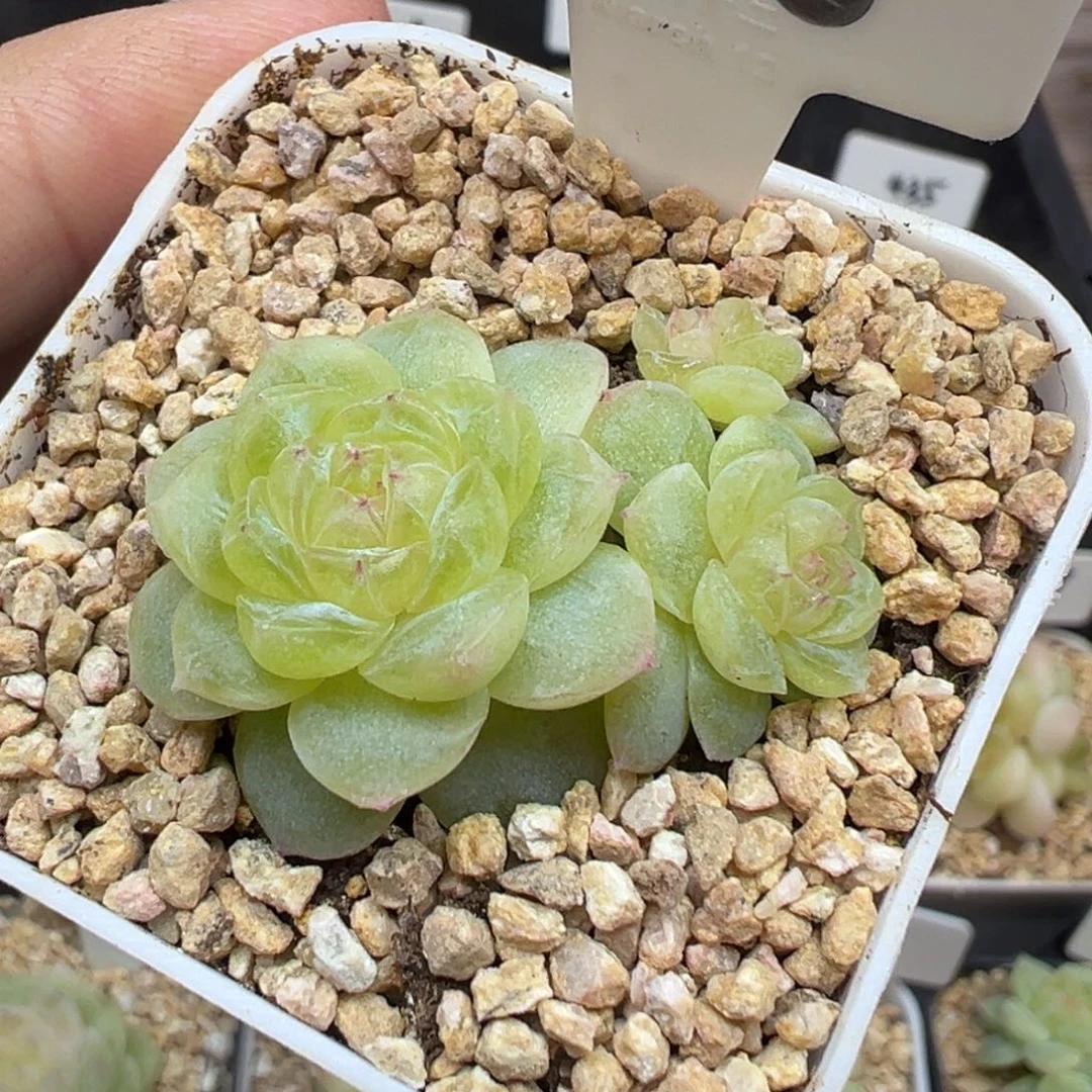 118号白冰 晗雨多肉