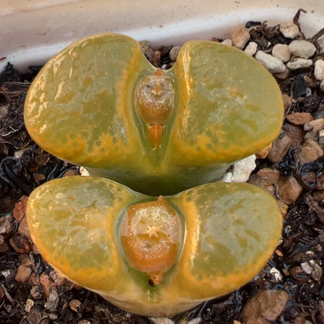 橙风铃多肉植物百科