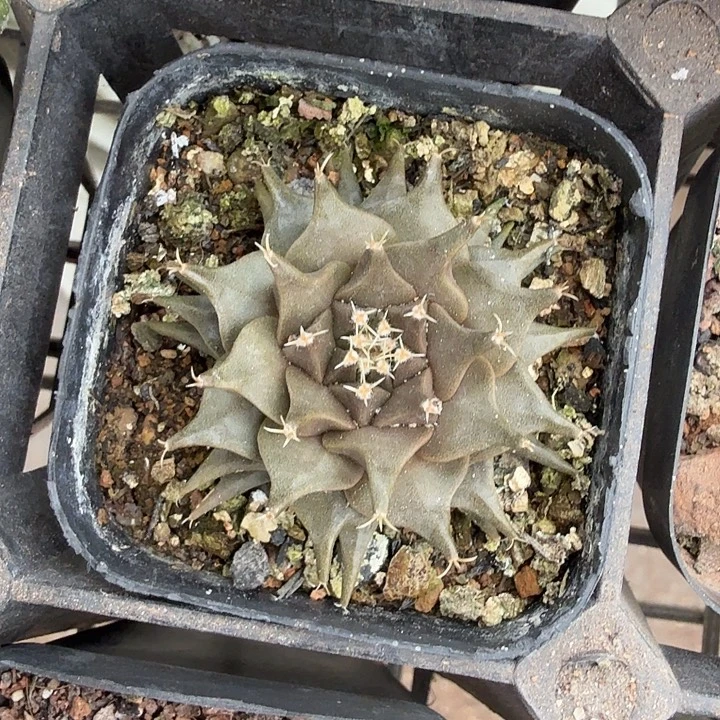 实生小帝冠4仙人球