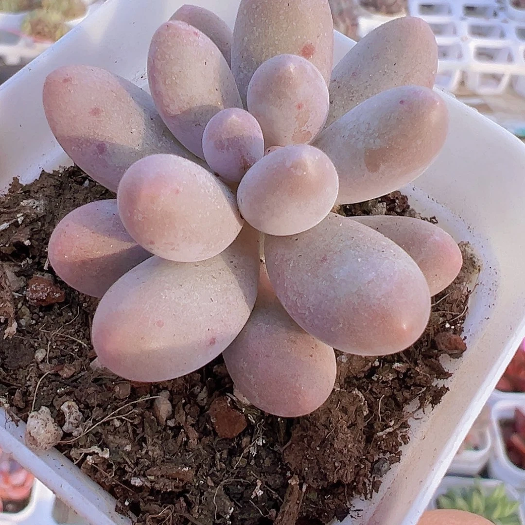 粉汤圆19bydr植物