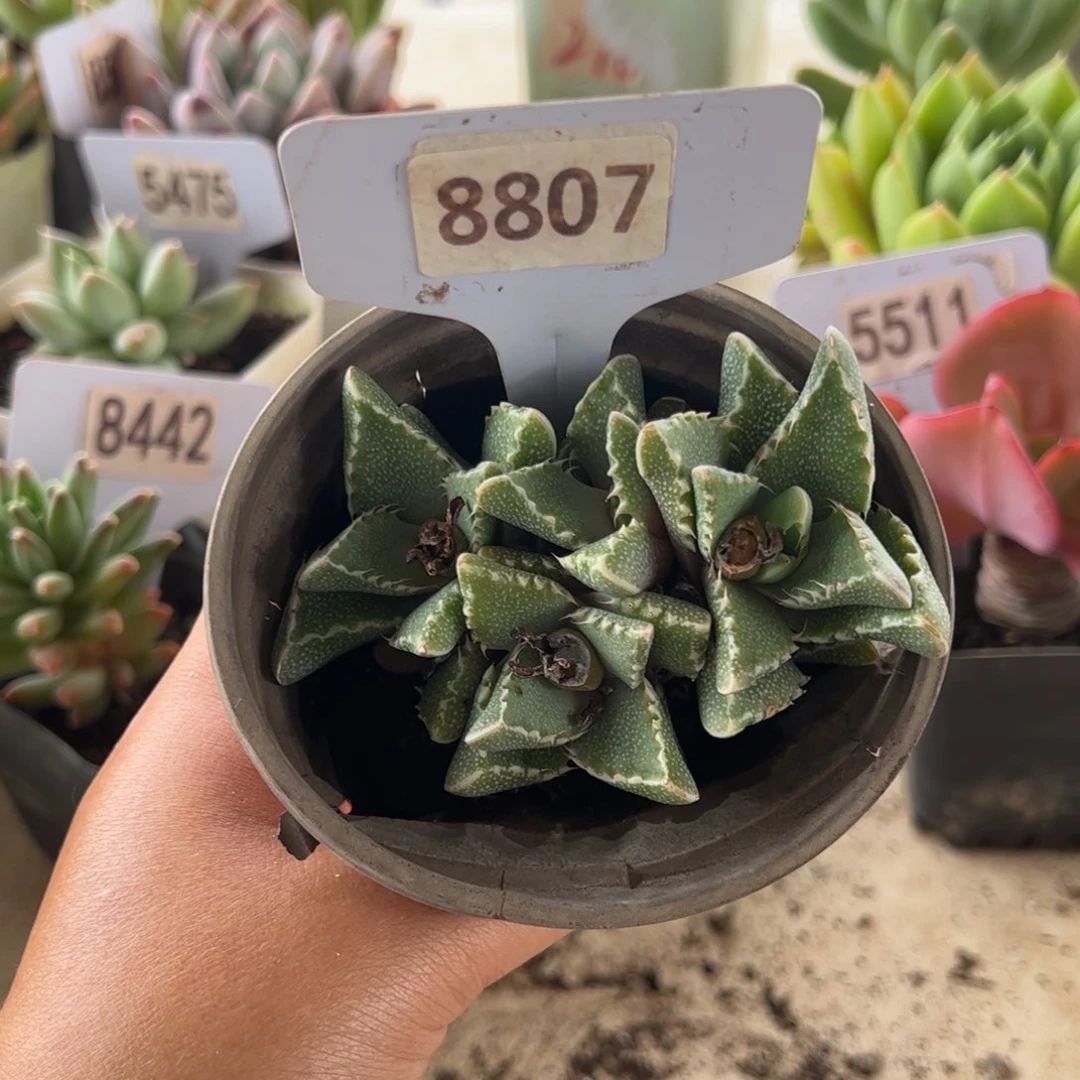 【闪购商品】波涛。8807。11111111