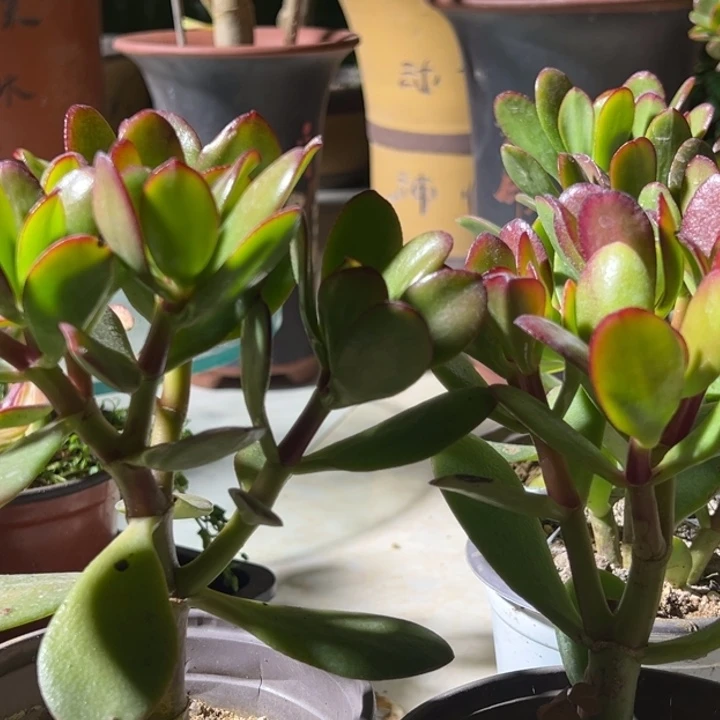 A***季K68紫叶脱土发货