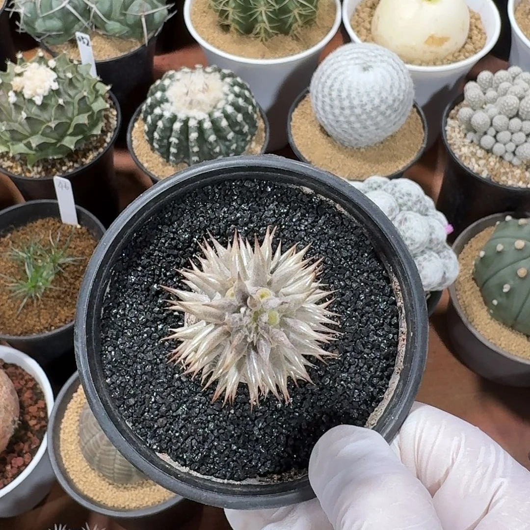 铲***官惠比大黑仙人球1234