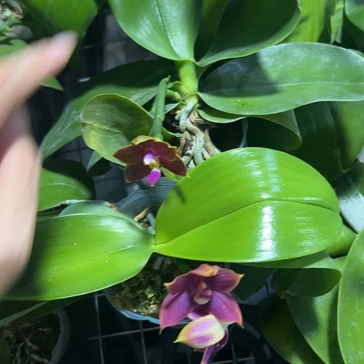 当前无花栽培后可以开花原生带花组合2棵微瑕处理
