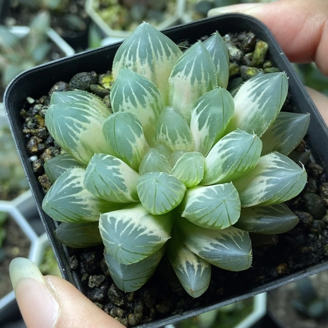 白糊斑霓虹灯玉露锦