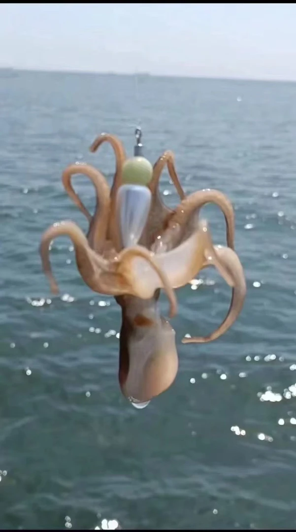 野生海钓八爪鱼鲜活速冻章鱼美味海鲜