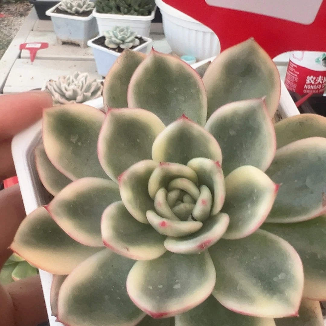 8号蔚蓝锦多肉植物