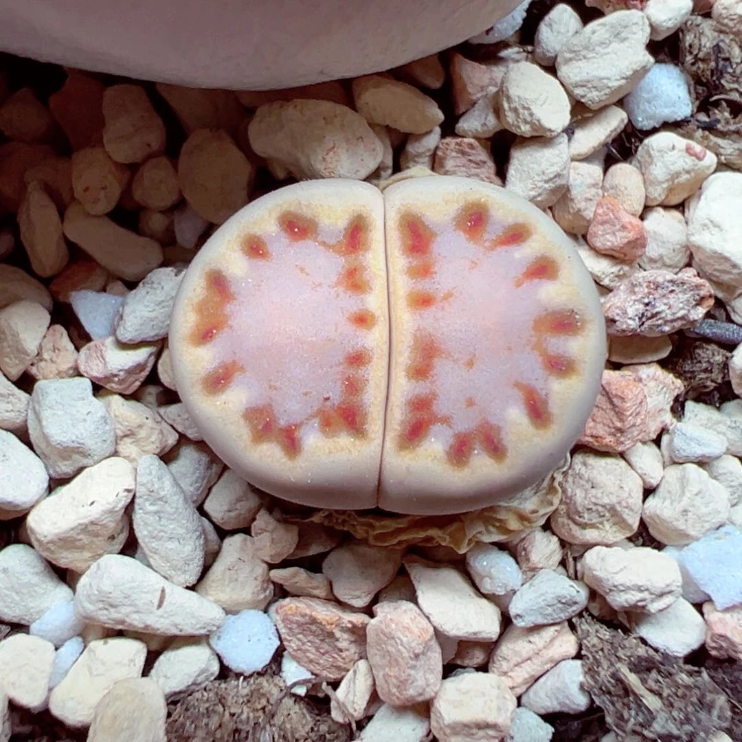 完全开放优秀的肉肉603-12