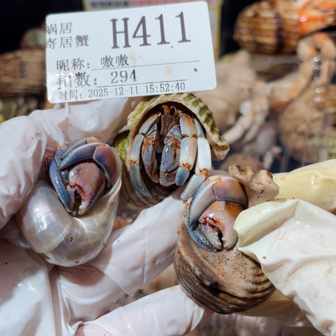 嗷***嗷蜗居异宠寄居蟹411紫陆