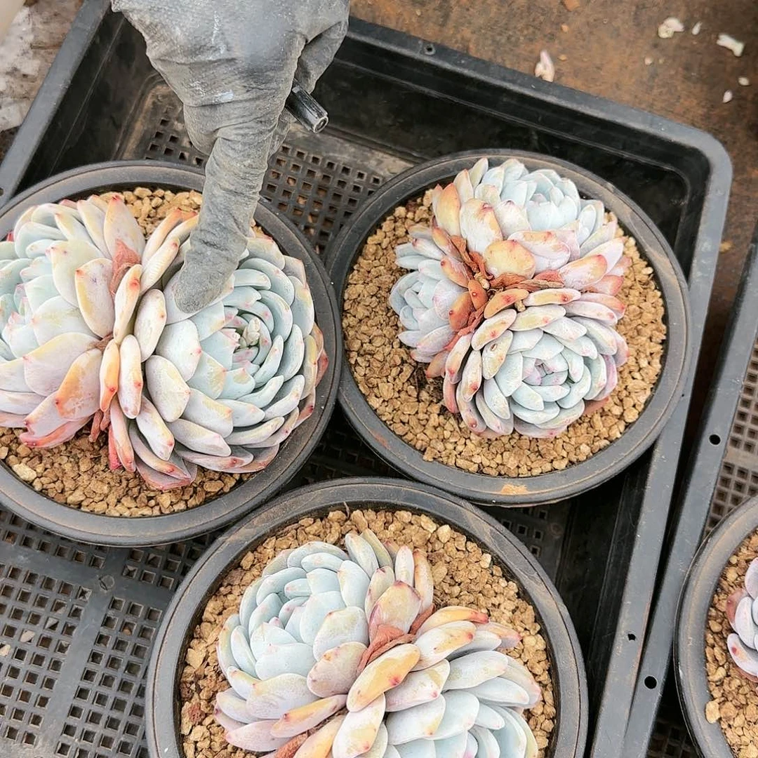 梦露， 093号3个一组38.8     肉