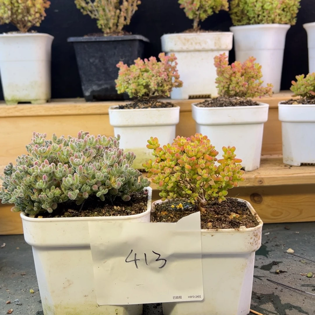 10厘米大冰晶蜜橘组413➕小惊喜